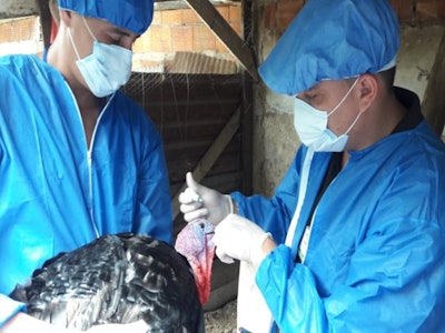 Vacunación de aves | Foto cortesía del Instituto Colombiano Agropecuario (ICA)
