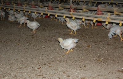 Controlling ammonia levels and pathogen loads is crucial to the successful reuse of poultry bedding in antibiotic-free conditions. | Terrence O'Keefe
