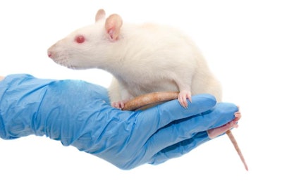 People for the Ethical Treatment of Animals is attacking Impossible Foods, a company that specializes in meat alternatives, for its use of laboratory rats. | Kurashova, Bigstock