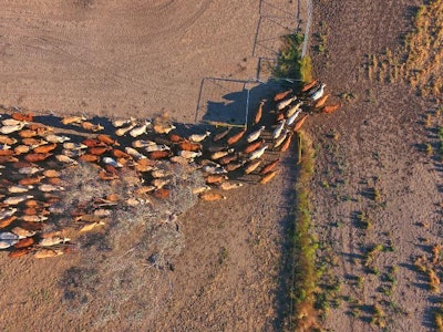 Aerial view of cattle mustering in drought conditions. | Hypervision, Bigstock.com