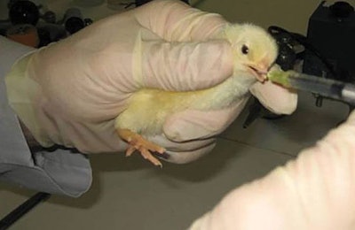 Inoculation of a day old chick by oral gavage. | U.S. National Poultry Research Center