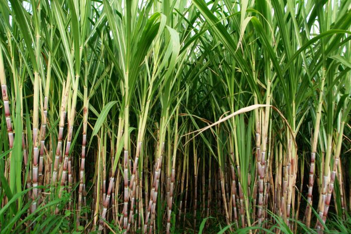 Australian research looks for ways to use sugar cane waste as feed