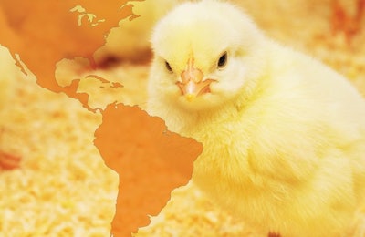 Brazilian producers are placing fewer chicks in response to losing market access and the sector’s falling profitability. | Kharhan, Bigstockphoto.com
