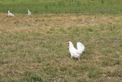 Free-range layers are provided at least 4 square meters of outdoor space per bird in Germany. | Terrence O’Keefe