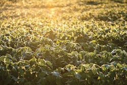 Can sustainable soy make its way into the spotlight? | hauged, iStock.com