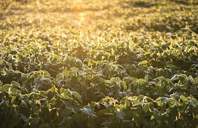 Can sustainable soy make its way into the spotlight? | hauged, iStock.com