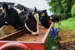 A ruminant feed quality assessment should predict the behavior and fate of nutrients from feed materials and the influence on the gut ecosystem. | PeopleImages, iStock.com