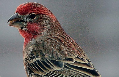 U.S. Customs and Border Protection officials seized 70 finches at John F. Kennedy International Airport, a move the agency said was important to help protect the U.S. poultry industry. | Maria Corcacas, Freeimages.com