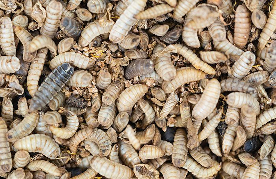 Booming Insect EU's booming insect market requires collaboration to grow | WATTAgNet ...