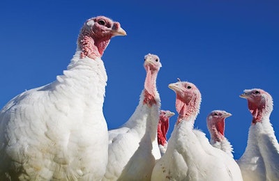 The turkey industry continues to be plagued with a shortage of drugs to treat the most serious diseases, which remains the top concern of the industry’s health professionals. | Joan Wozniak | iStockPhoto.com