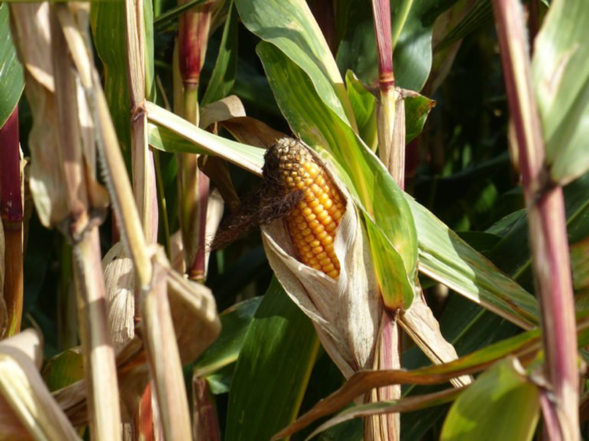Minimum support prices and nonGMO corn maize in Mexico