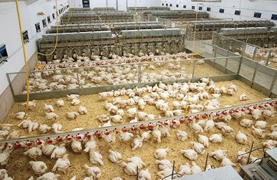 To evaluate the consumption of feed, breeders utilize a system of transponders for the birds pictured in these corrals.| Photo courtesy of Aviagen