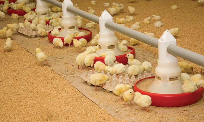 DSM highlights Balancius at IPPE | WATTAgNet | WATTPoultry.com