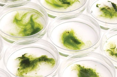 Researchers seek algae attributes that provide added-value animal health and nutrition. (busypic | istock.com)