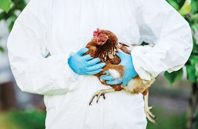 As coryza outbreaks affect commercial layers and broilers, veterinarians are working to better understand the disease and how to treat it. (kaninstudio | Adobe Stock)