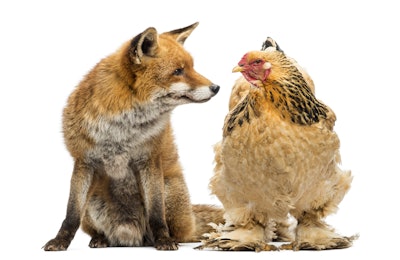 Things didn't go as expected when a fox snuck into a hen house one evening. (Life on White | Bigstock.com)