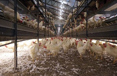 For hens with litter access, it is recommended to keep moisture levels below 25 percent for optimal ammonia control. (Austin Alonzo)