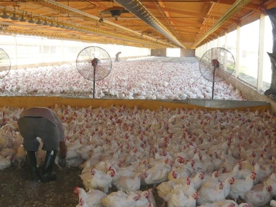 Divisions within the poultry house will make capture easier, reducing the stress for birds and allowing workers to perform more efficiently. (Eduardo Cervantes Lopez)