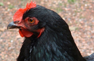 Virulent Newcastle disease has been confirmed in pet chickens in Arizona.(Regine Bosch | Freeimages.com)