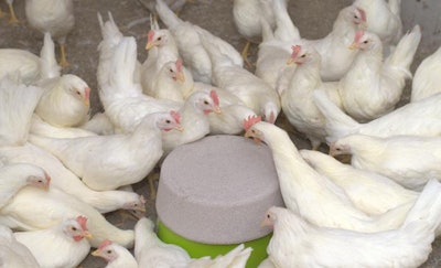PECKStone has been used in the European market for promoting normal pecking behaviors. (Protekta)