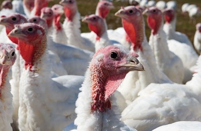 The incidence of Salmonella Reading is forcing the turkey industry to reexamine its procedures for controlling Salmonella as a whole. (Joan Wozniak | iStockPhoto.com)