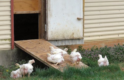 Organic birds can move freely between the broiler house and the outdoors. | Photo by Patty May