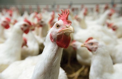 The price of chicken, along with other proteins, is expected to increase as the African swine fever situation worsens. (BigStockPhoto.com)