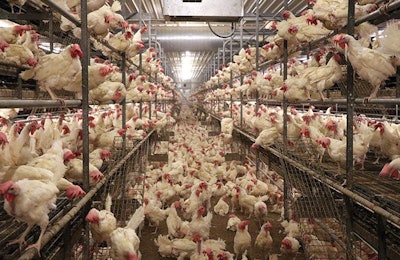 Recently, an Iowa egg producer constructed a unique two-story, cage-free house for 540,000 hens. (Deven King)