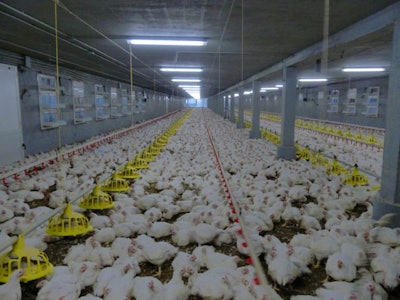 Uniformity and animal welfare in a poultry farm with precision poultry in Pontevedra, Spain (Benjamín Ruiz)