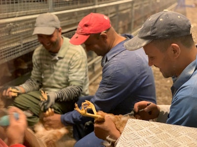 Vaccination of layers in a cage-free poultry farm. (Cindy Burgos)