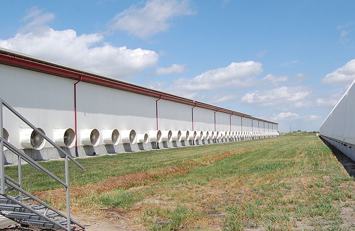 Employees should understand the importance of the laying hen house ventilation system and be properly trained on identifying issues in order to maximize hen health and profitability. (Terrence O'Keefe)