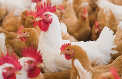 One U.S. specialty chicken producer, Bell & Evans, switched over all of its operations to slower-growing birds in 2018. (Courtesy Bell & Evans)