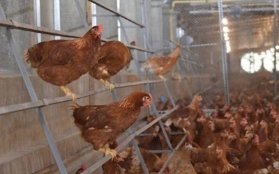 Charoen Pokphand Foods (CPF) has agreed to share its knowledge of cage-free egg production while Thailand’s Department of Livestock Development adopts new standards on cage-free farming practices. (Charoen Pokphand Foods)