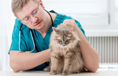 Because veterinarians can make more money caring for cats and other companion animals than for food animals, the turkey industry is challenged by a lack of available and knowledgeable veterinarians, National Turkey Federation Vice Chairman Ron Kardel said. (tan4ikk | Bigstock)
