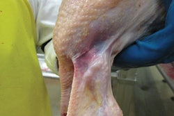 A failure to ensure that stunning equipment is properly adjusted will be paid for in downgrades. (Photo by Eduardo Cervantes López)