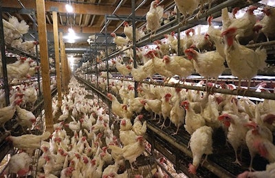 During the past 52 weeks, cage-free eggs have reached sales of $702 million in the U.S. (Terrence O'Keefe)