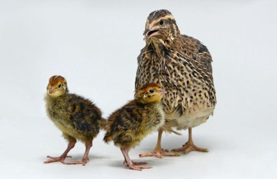 Studies of quail will investigate whether stress during development impacts on appetite regulation. (Roslin Institute)