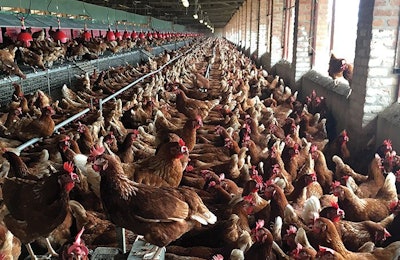 Egg production has been a success in Rwanda over recent years, and the government now wants to foster both production and consumption. (Mark Clements)