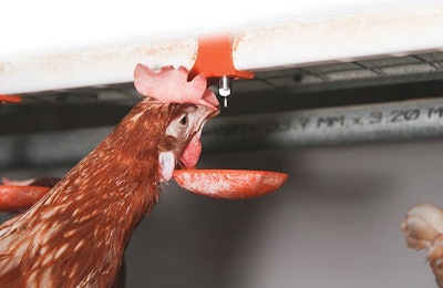 Making sure hens have access to a quality water supply is critical to their well-being. (Courtesy of Big Dutchman)