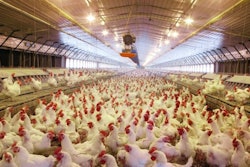 Four general directors of Latin American poultry companies have been invited to discuss where the industry is going during the Latin American Poultry Summit, within the framework of the next International Production & Processing Expo (IPPE) in Atlanta, January 27-28, 2020. (Carol M, Highsmith | Rawpixel.com)