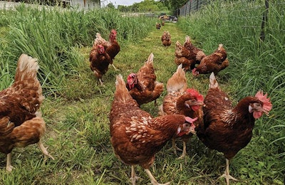 Farmers Hen House prides itself on producing organic eggs on farms that are viable and sustainable. (Courtesy Farmers Hen House)