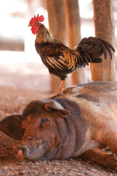 Poultry producers will benefit from the swine sector's difficulties in 2020. (iStock,kshatry)