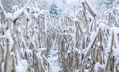 Snowfall has prolonged harvest this year. (Steve Collender, BigStock.com)