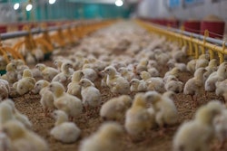 The house must be prepared before chick arrival, for example, enough time must be allowed for heat to penetrate litter and reach the floor below. (iStock, pattonmania)