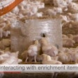The Co-op, 2 Sisters Food Group, Bristol Veterinary School and FAI Farms collaborated to create a video that teaches broiler welfare to beginning farmers. (Screenshot from YouTube)