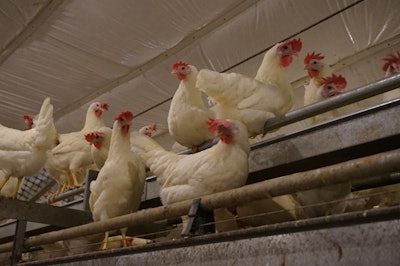 Not coordinating timing of housing conversions to cage free with customers can be an expensive mistake for egg producers. | (Photo by Austin Alonzo)