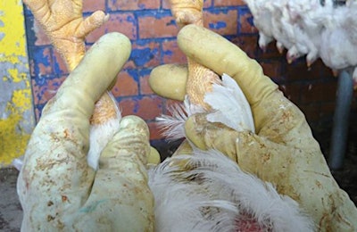 Rough handling of broilers when hanging on the shackles will lead to carcasses being rejected once they reach quality control inspectors. | Eduardo Cervantes López