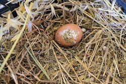 Dirty eggs can be an indicator of gut health and the welfare of the flock. P_galasso2289 | Shutterstock.com