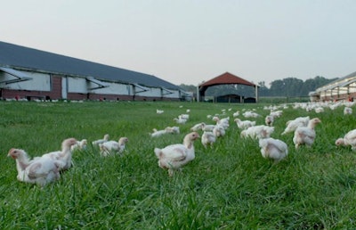 25% of the houses where Perdue chickens are raised now offer outdoor access. (Perdue Farms)