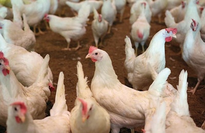 Rembrandt Foods has 11.6 million birds. Of those, about 20% are cage-free, which is in line with the company's customer demand. (Courtesy Rembrandt Foods)